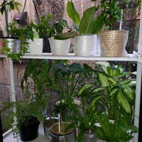 パキラ,モンステラ,ミリオンバンブー,アイビー（ヘデラ）,姫モンステラの画像