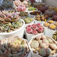 エケベリア,多肉植物,ベランダの画像