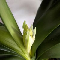 君子蘭,君子蘭,ローダンセマム エルフピンク,ローダンセマム エルフピンク,花芽の画像