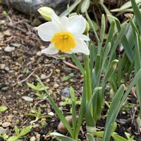 スイセン,スイセン,庭の画像