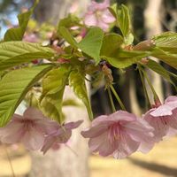 サクラ,サクラ,チューリップ,ポピー,ミツマタの画像