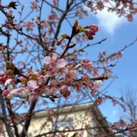 サクラの画像