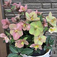 ウメ,クリスマスローズ,ロウバイ,願い,穏やかな時間の画像