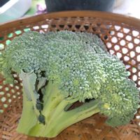 ブロッコリー,種から,栽培記録,家庭菜園,庭の画像