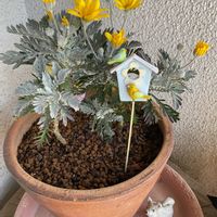 クロッカス,ユリオプスデージー,ビオラ,ゲブラ アマゾネス,GS映えの画像