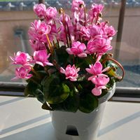 シクラメンの画像