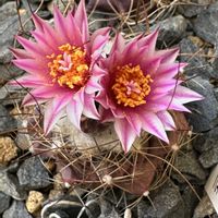 サボテン,サボテン科,サボテンの花,ピンクの花,ツルビニカルプス属の画像