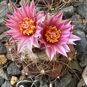 サボテン,サボテン科,サボテンの花,ピンクの花,ツルビニカルプス属の画像