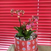 カランコエ,リビング・ダイニングの画像