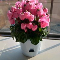 シクラメンの画像