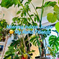 モンステラ,モンステラ デリシオーサ,森林浴,熱帯植物,癒しの空間の画像