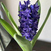 ヒヤシンス,ヒヤシンス,ヒヤシンス 水耕栽培,ヒヤシンス 水耕栽培,ヒヤシンスの水耕栽培の画像