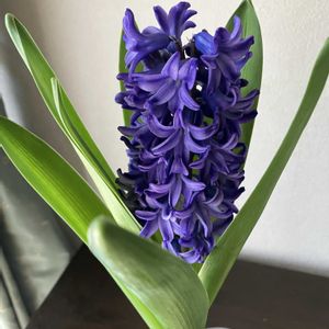 ヒヤシンス,ヒヤシンス,ヒヤシンス 水耕栽培,ヒヤシンス 水耕栽培,ヒヤシンスの水耕栽培の画像