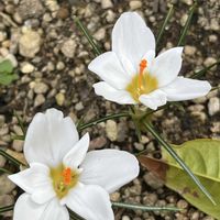 イベリス,クリスマスローズ,クロッカスの画像