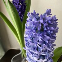 ヒヤシンス,ヒヤシンス,ヒヤシンス 水耕栽培,ヒヤシンス 水耕栽培,ヒヤシンスの水耕栽培の画像