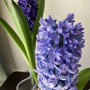 ヒヤシンス,ヒヤシンス,ヒヤシンス 水耕栽培,ヒヤシンス 水耕栽培,ヒヤシンスの水耕栽培の画像