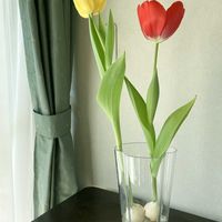 チューリップ,チューリップ,チューリップ　水耕栽培,アアルトベースの画像