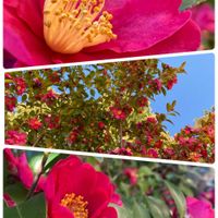 カーネーション,大根,ビオラ,山茶花,つぼみの画像