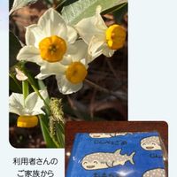 スイセン,スイセン,スイセン,スイセン,通勤路の画像