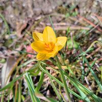 クロッカス,開花,球根植物,大好きな花の画像
