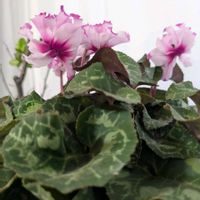 シクラメン,シクラメンヴィヴィアン,季節を楽しむ,初めてのお花,可愛いいの画像