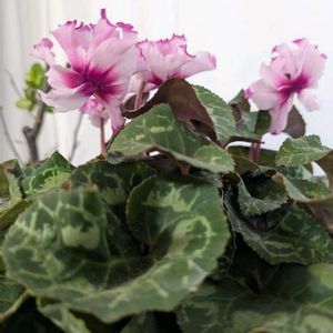 シクラメン,シクラメンヴィヴィアン,季節を楽しむ,初めてのお花,可愛いいの画像