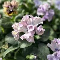 パンジー,ビオラ,パンジー　コライユ,フリル咲きパンジー コライユ,ガーデニングの画像