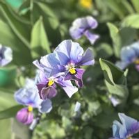 パンジー,ビオラ,ロカハーツ ホルシス,ビオラ ロカハーツ ホルシス,ガーデニングの画像
