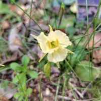 スイセン,開花,球根植物,大好きな花の画像