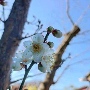 梅,季節の花,お隣の庭,フェンスの画像