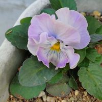 パンジ－,小松菜,鉢植え,癒し,花のある暮らしの画像