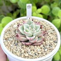 成長記録 ナースのおしごと,エケベリア ナースのおしごと,神奈川タニラー,多肉男子,ロウルサンコ苗の画像