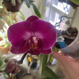 コチョウラン,胡蝶蘭,Phal.Meidarland Rarrot Ruby,洋蘭,ラン科の画像