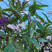ハーデンベルギア,ハーデンベルギア,桜,病院の待合室♡生け花,世界中の人々が平穏に暮らせますようにの画像