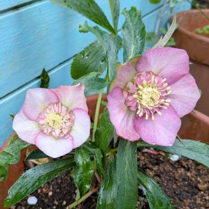 クリスマスローズ,クリスマスローズ,ガーデニング,花のある暮らし, クリスマスローズの画像