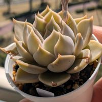 葉挿し,エケベリア属,多肉初心者,多肉植物とサボテン,ケーレス実生の画像