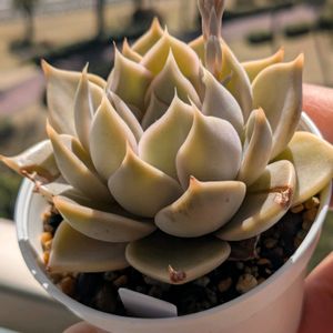 葉挿し,エケベリア属,多肉初心者,多肉植物とサボテン,ケーレス実生の画像