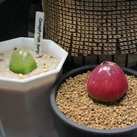 コノフィツム,ブルゲリ,多肉植物,植物大好きの画像