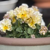 ビオラ,オステオスペルマム,風が強いの画像