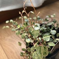 ワイヤープランツ,斑入りワイヤープランツ スポットライトの画像