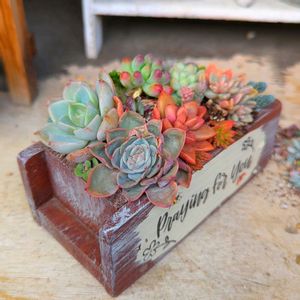 植え替え,今日の多肉ちゃん,可愛い♥️,大好き♥️,多肉ばぁ～の画像