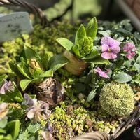 チューリップ,ヒヤシンス,ベビーティアーズ,ビオラ,モーヴビオラの画像