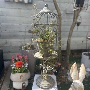 クレマチス ペトリエイ,寄せ植え,ガーデニング,鳥かご,アイアンの画像