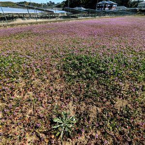 ホトケノザ,花のある暮らし,植中毒,家の周り,森のがっこうの画像