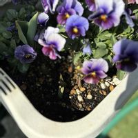 チューリップ,ビオラ エマーブル,ガーデニング,プランター,ダブルデッカーの画像