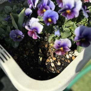 チューリップ,ビオラ エマーブル,ガーデニング,プランター,ダブルデッカーの画像