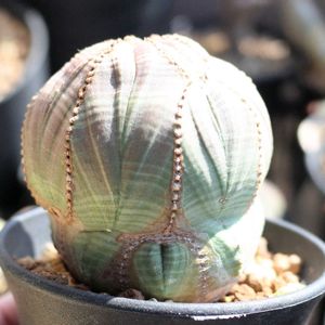 ユーフォルビア・オベサ,多肉植物,観葉植物,塊根植物,塊根の画像