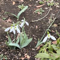 スノードロップ,#公園でみっけ,#散歩中にみっけの画像
