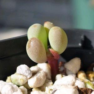 オトンナ クラビフォリア,多肉植物,観葉植物,塊根植物,塊根の画像