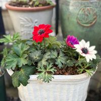 アネモネ,アネモネパブニナ,横山園芸の画像